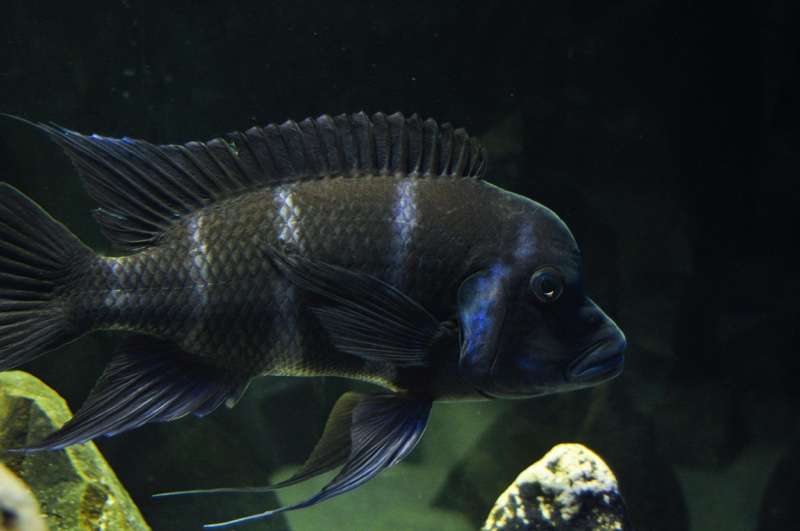 Cyphotilapia gibberosa 'Mtoto'